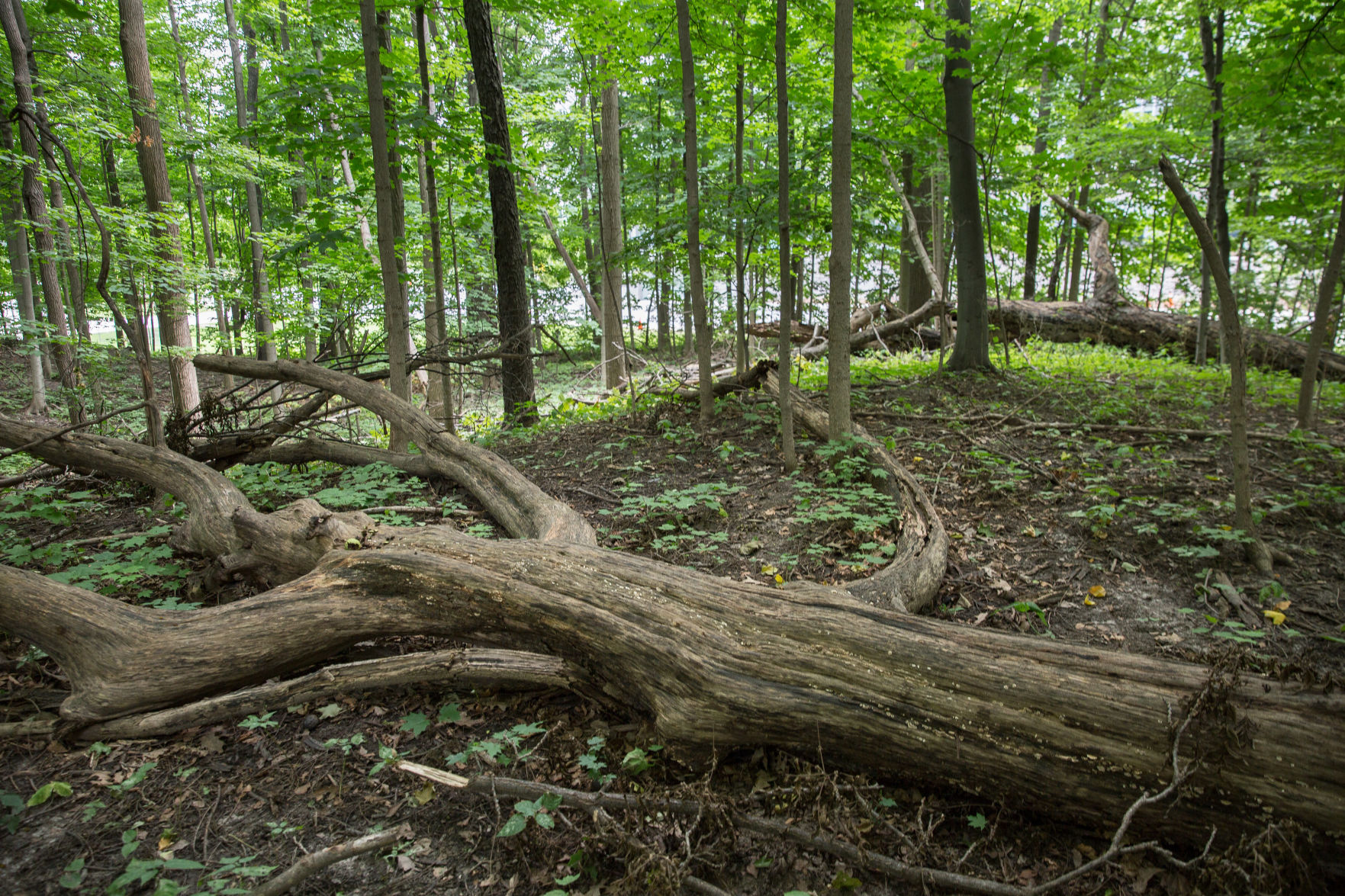 Campus' greenest spots to study (photo 7, woods).jpg